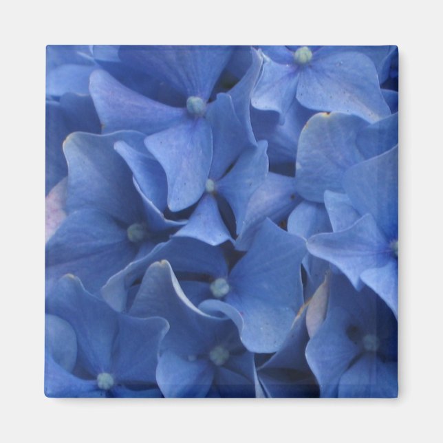 Imán Blue Hydrangeas Magnet (Frente)