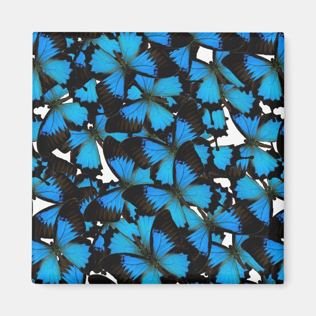 Imán Blue Mountain Swallowtail (Frente)