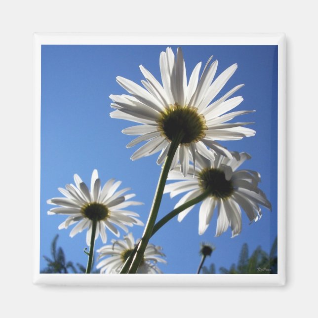 Imán Blue Skies Bloomin Daisies (Frente)