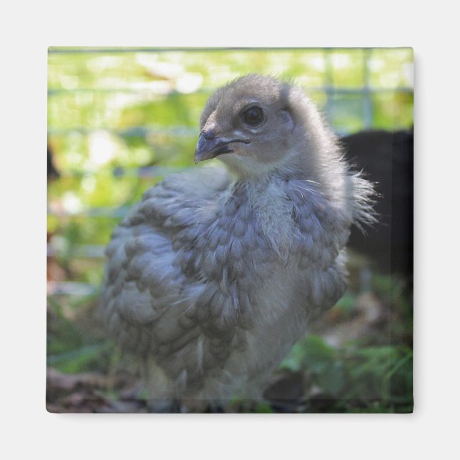 Imán Bluebell (Frente)