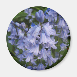 Imán Bluebells