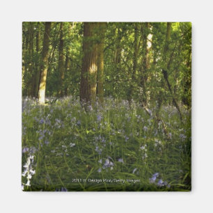 Imán Bluebells en un bosque
