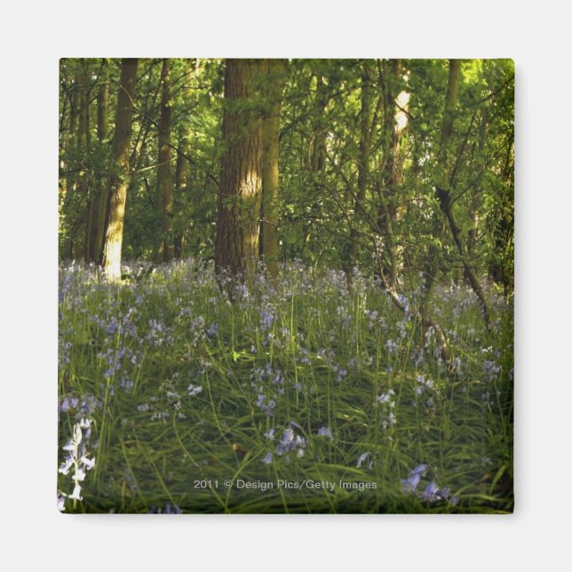 Imán Bluebells En Un Bosque (Frente)