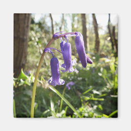 Imán Bluebells Magnet