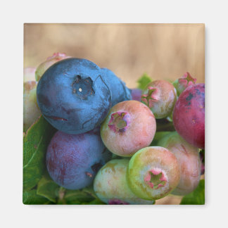 Imán Blueberries Magnet