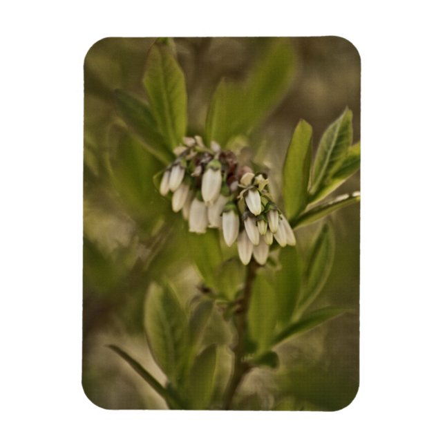 Imán Blueberry 585 (Vertical)