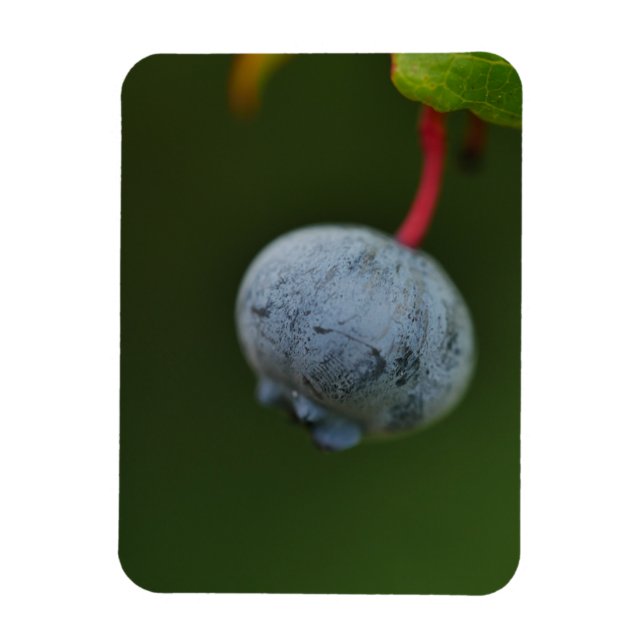 Imán Blueberry Magnet (Vertical)