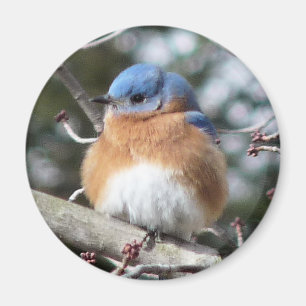 Imán Bluebird