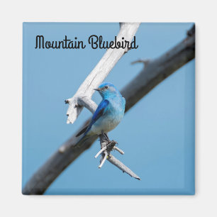 Imán Bluebird de la montaña