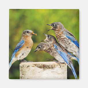 Imán Bluebird del este
