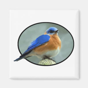 Imán Bluebird en marco oval