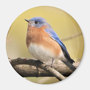 Imán Bluebird Magnet