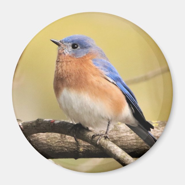Imán Bluebird Magnet (Frente)