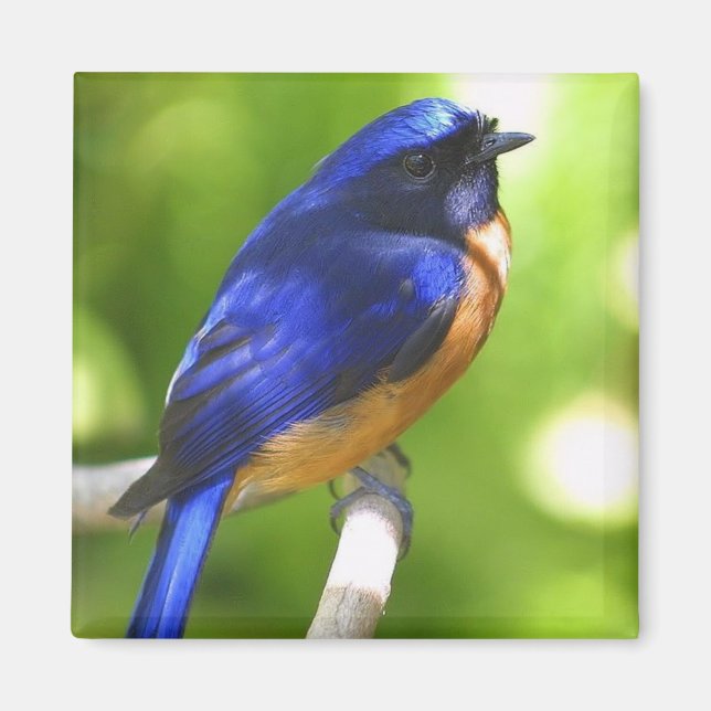 Imán Bluebird Magnet (Frente)