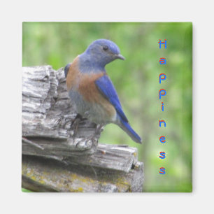 Imán Bluebird norteamericano de la felicidad