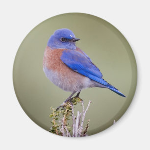 Imán Bluebird occidental