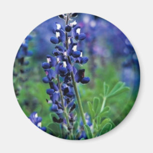 Imán Bluebonnet de Tejas