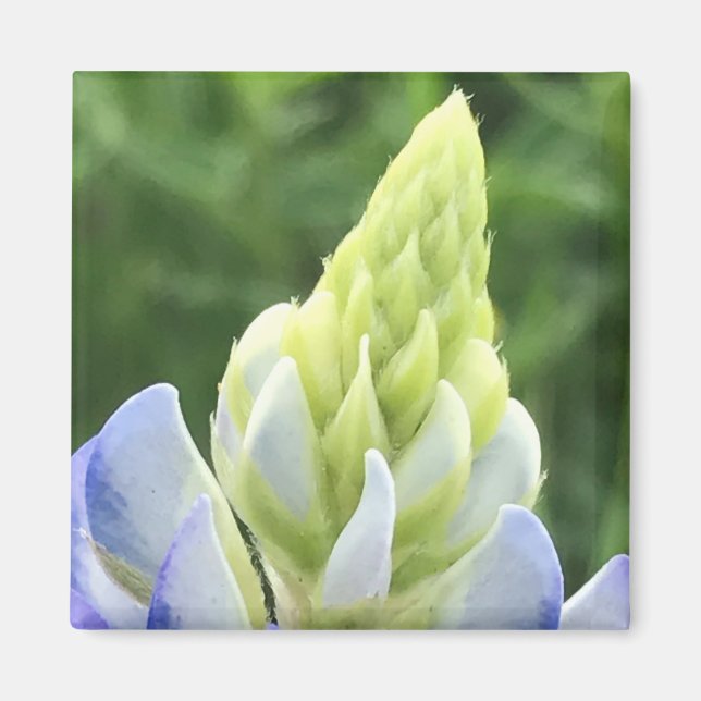 Imán Bluebonnet Tip (Frente)