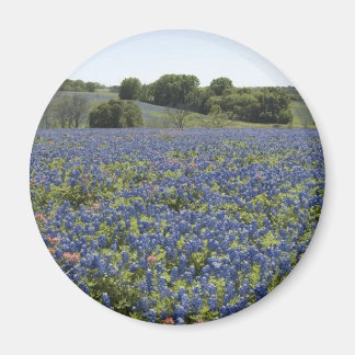 Imán Bluebonnets Magnet
