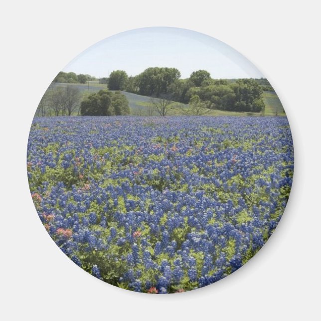 Imán Bluebonnets Magnet (Frente)