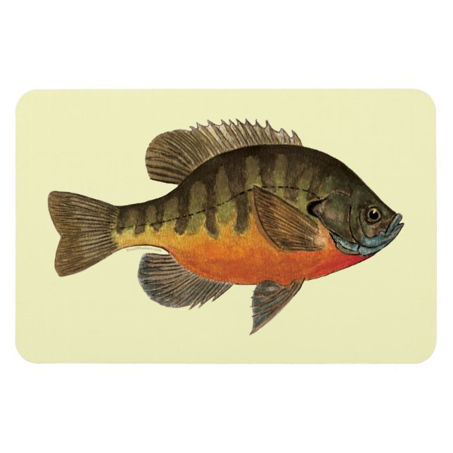 Imán Bluegill Bream (Horizontal)
