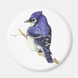 Imán Bluejay Magnet