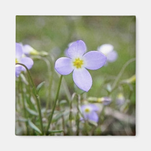 Imán Bluets - señoras del Quaker