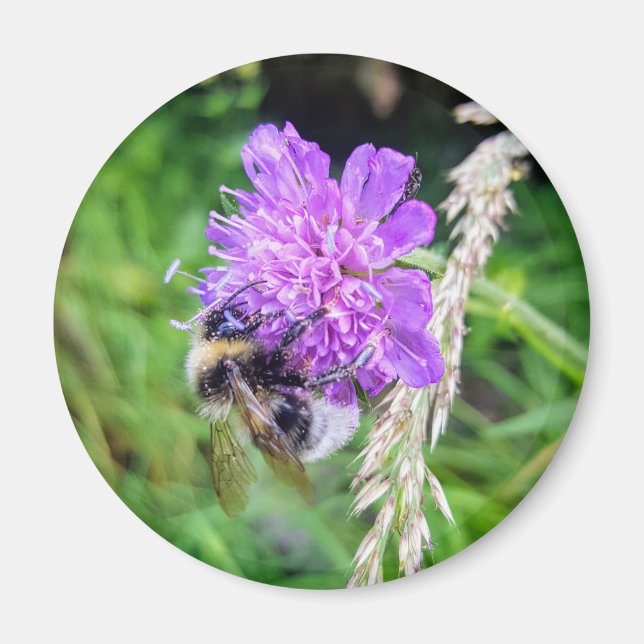 Imán Blütenkraft – Runder Magnet mit Hummelmotiv (Frente)