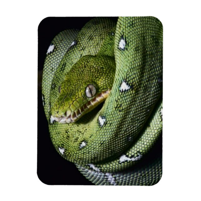 Imán Boa de serpiente verde (Vertical)