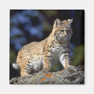 Imán Bobcat