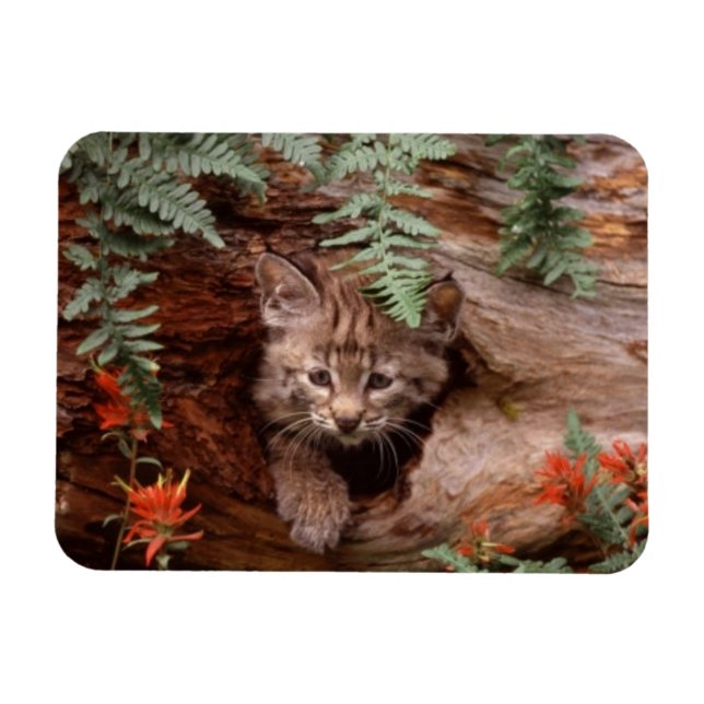 Imán Bobcat Kitten Magnet (Horizontal)