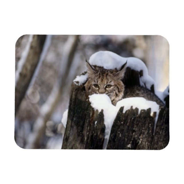 Imán Bobcat Kitten Magnet (Horizontal)