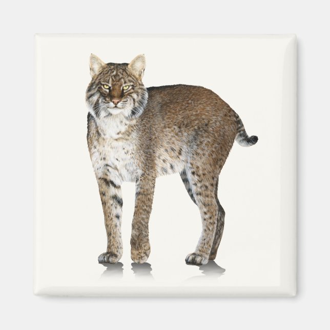 Imán Bobcat Magnet (Frente)