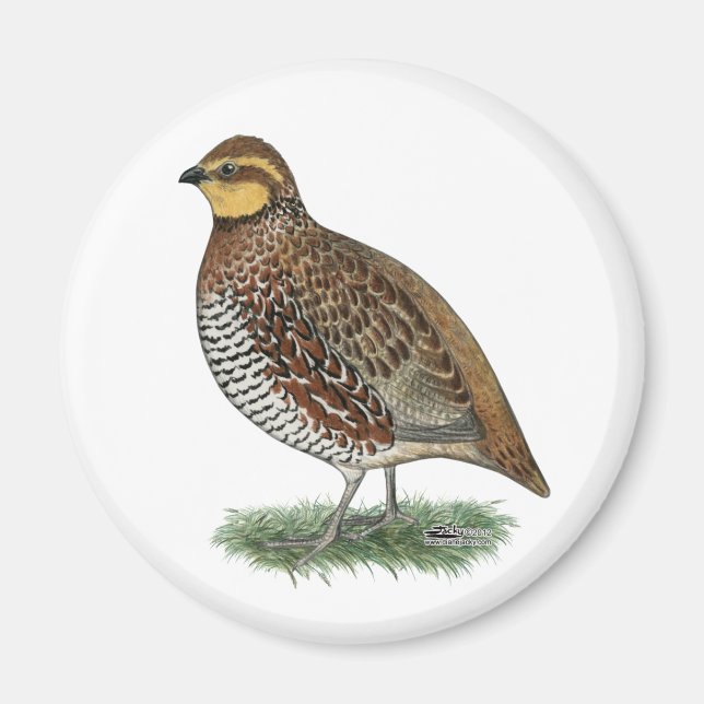 Imán Bobwhite Quail Hen (Frente)