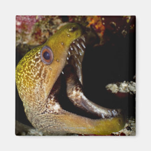 Imán Boca de bostezo y de intimidación de un