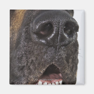 Imán Boca de great dane, primer