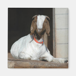 Imán Boer Goat Nanny Doe