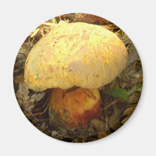 Imán Boletus torosus Mushroom Magnet