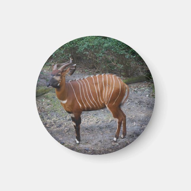 Imán Bongo (Antelope) Magnet (Frente)