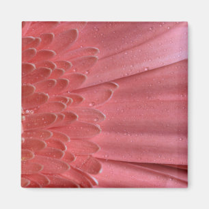 Imán Bonito Coral Pink Gerbera Daisy