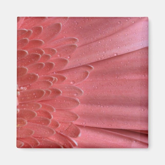 Imán Bonito Coral Pink Gerbera Daisy (Frente)