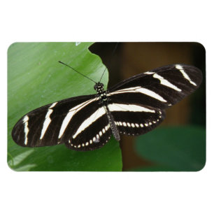 Imán bonito de Flexi de la mariposa de Longwing d