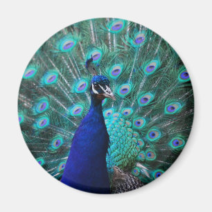 Imán bonito del pavo real