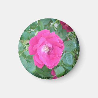 Imán Bonito En Flor Rosa