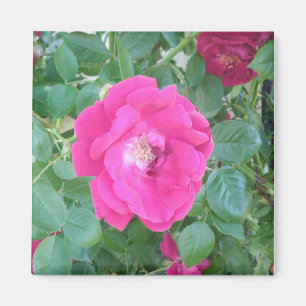 Imán Bonito En Flor Rosa