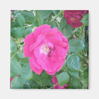 Imán Bonito En Flor Rosa
