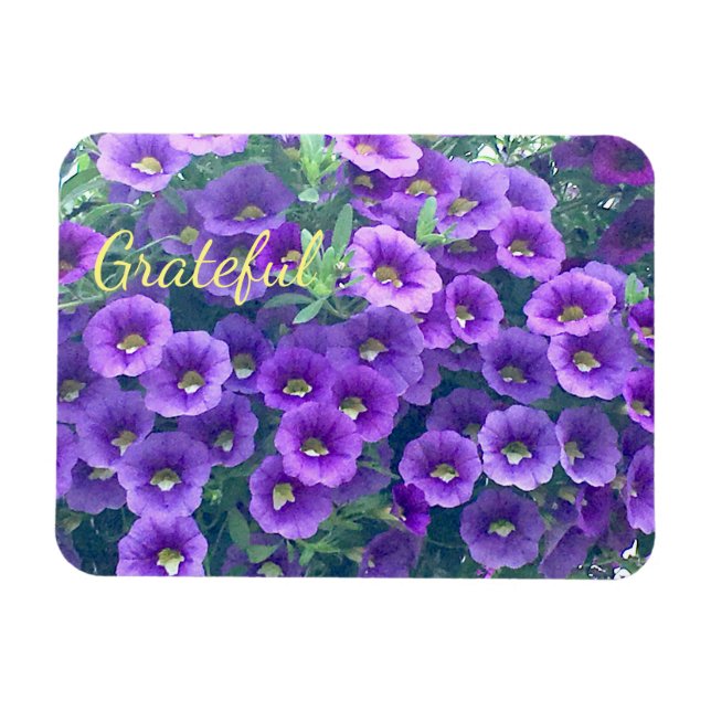 Imán Bonito Gratitude Petunia (Horizontal)