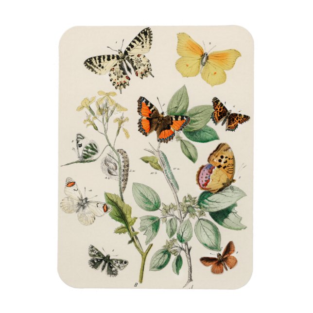 Imán Bonito ilustracion vintage de mariposas (Vertical)