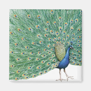 Imán Bonito Peacock
