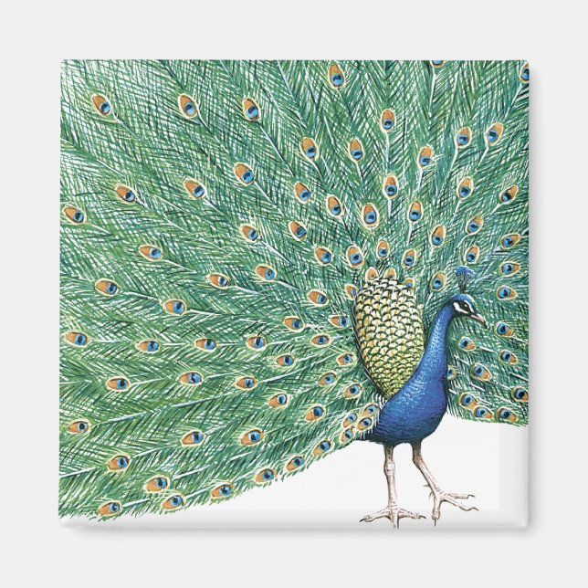 Imán Bonito Peacock (Frente)